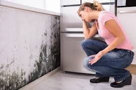 Why You Should Choose Our Mold Remediation Services in Mill Bay, AK